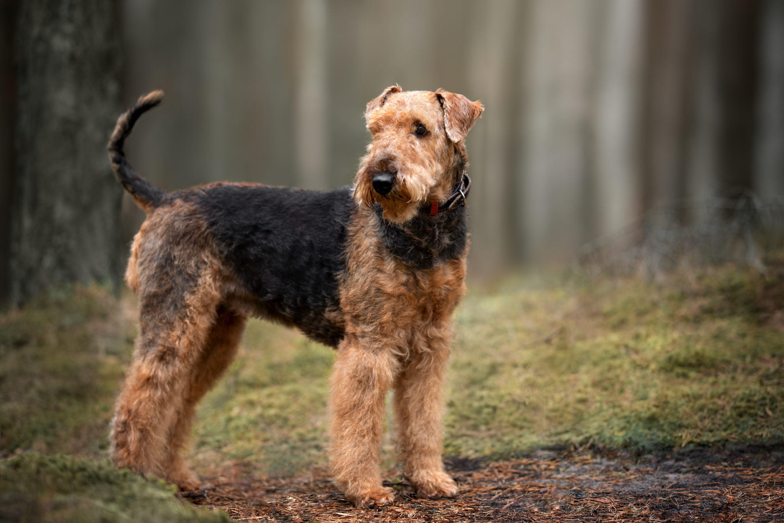 Airedale Terriers are known non-shedders