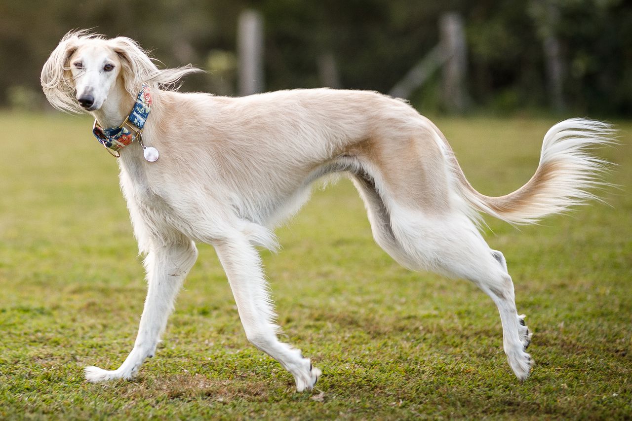 Saluki dogs would be perfect for an allergic person