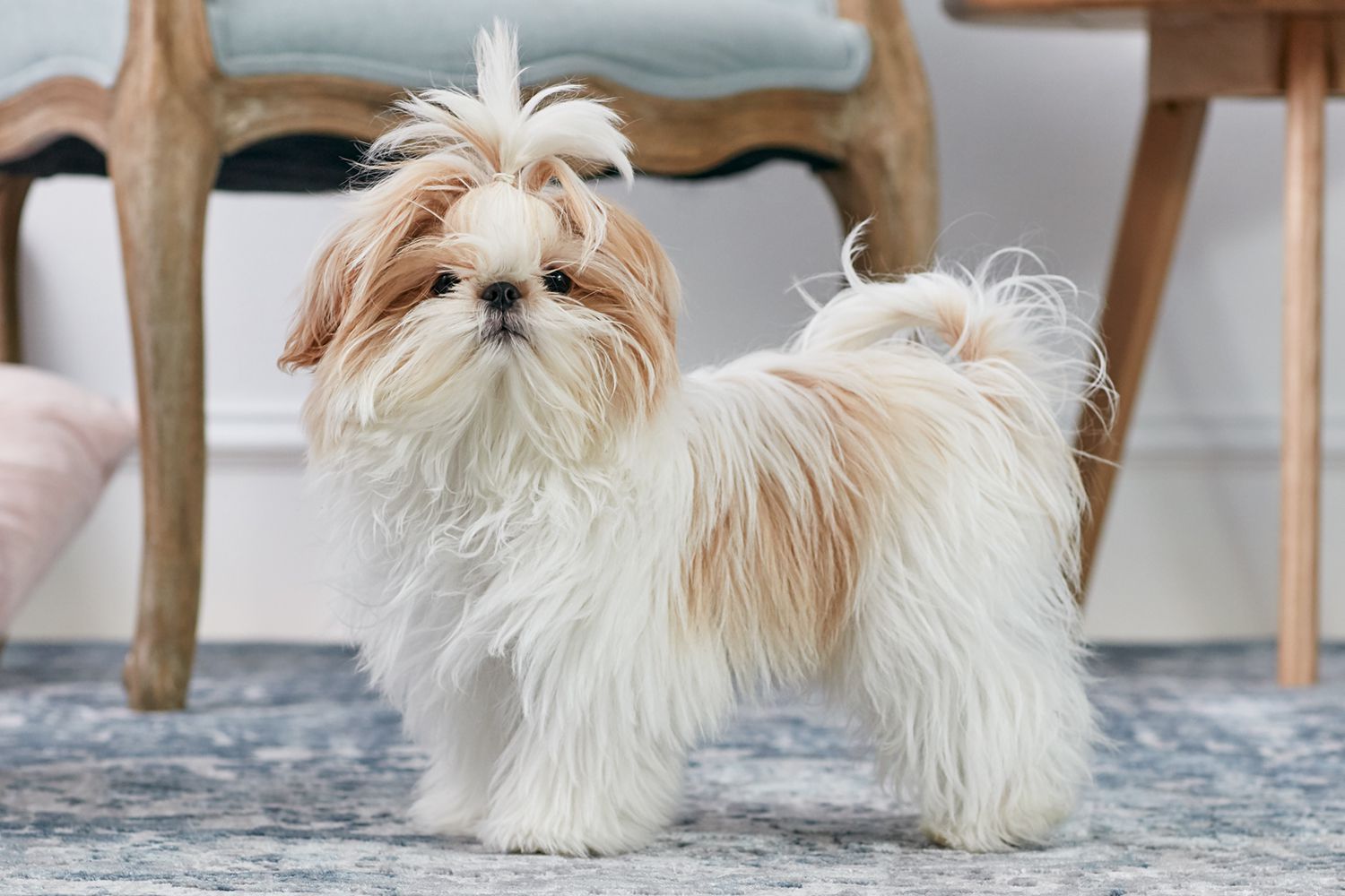 Shih Tzu are excellent beautiful dogs