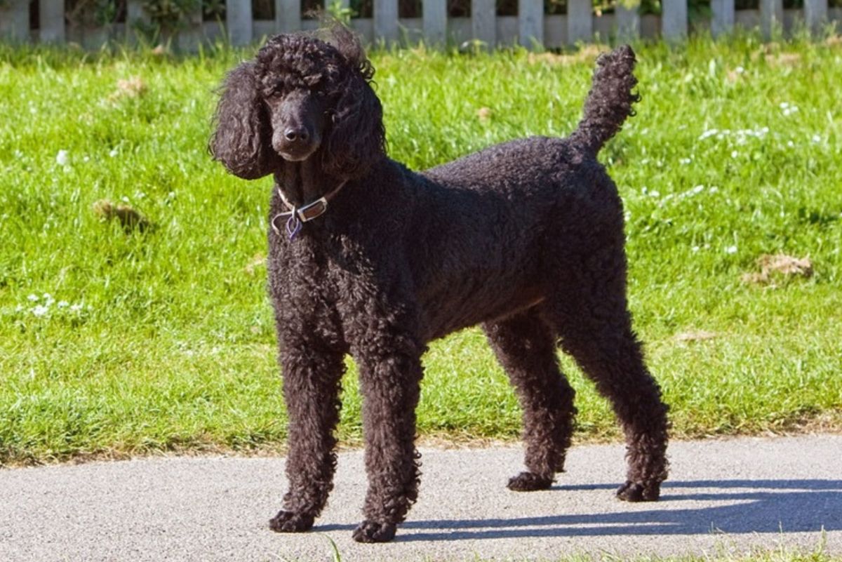 Standard Poodle can be the perfect dog for you