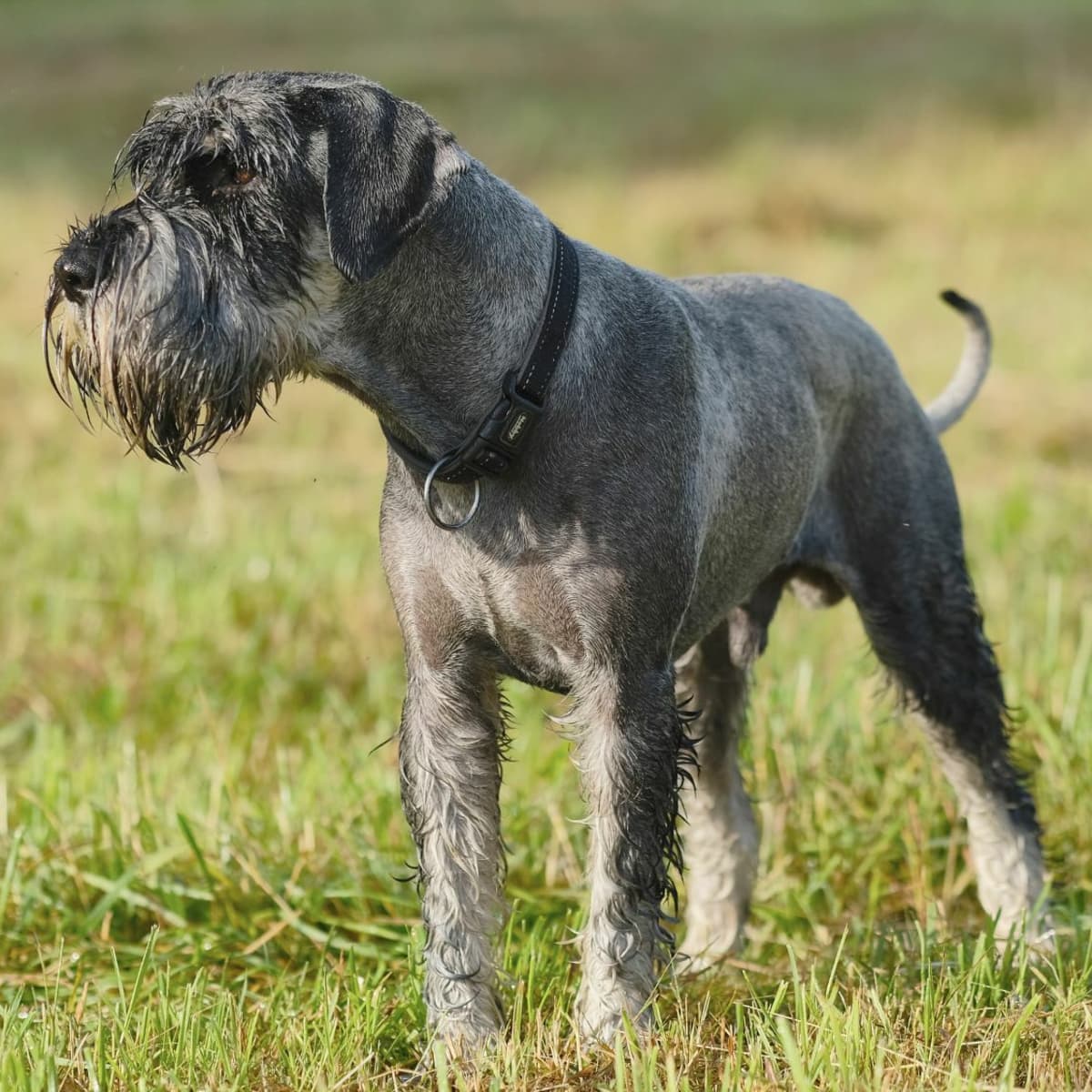 Standard Schnauzer Dogs are well known medium size dogs