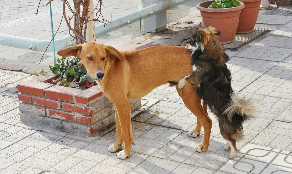 Why Do Female Dogs Hump? Complete Guide for Beginners!