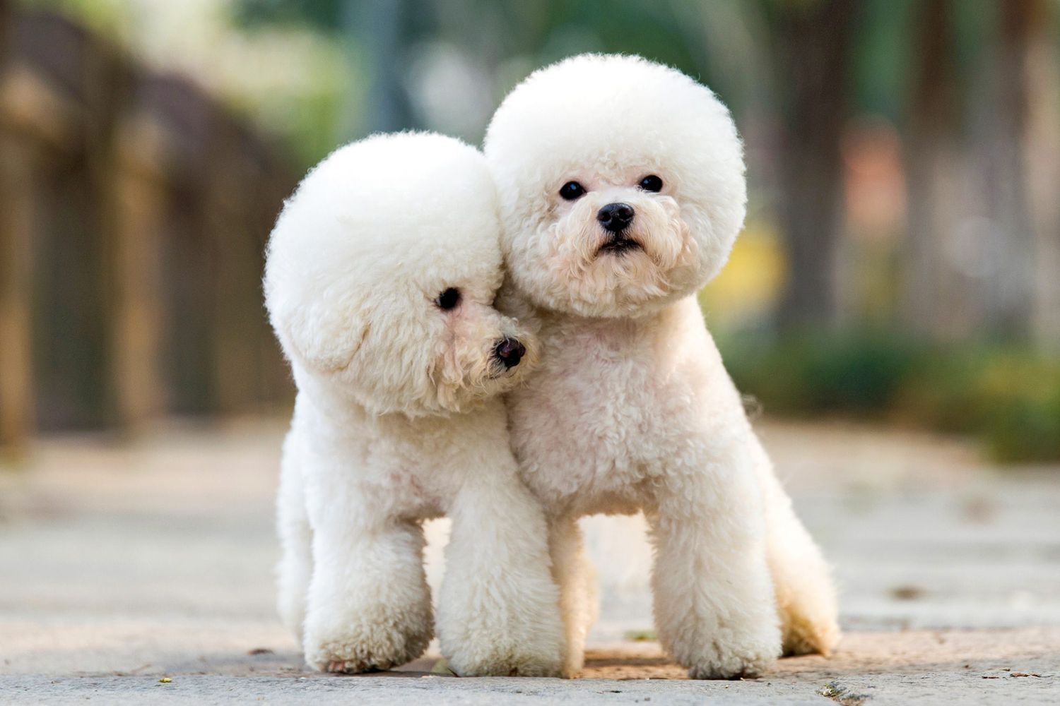 Toy Poodles are known companions of allergy patients