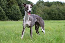 Whippet Dog Breeds do not shed