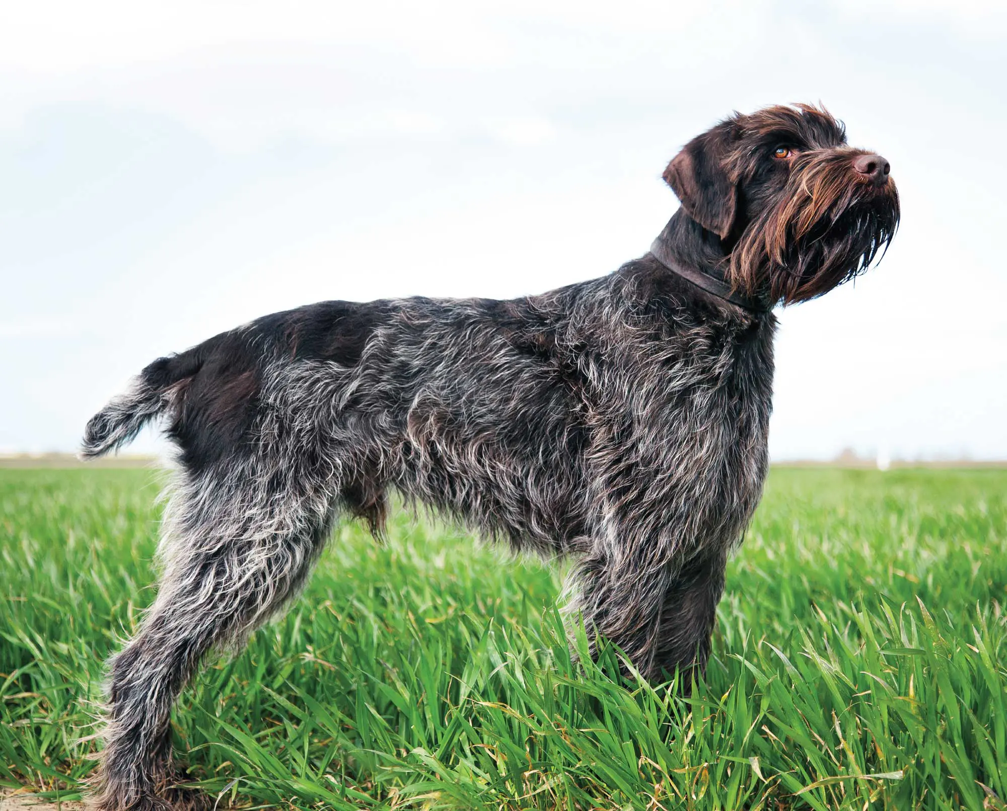 Wirehaired Pointing Griffon dogs