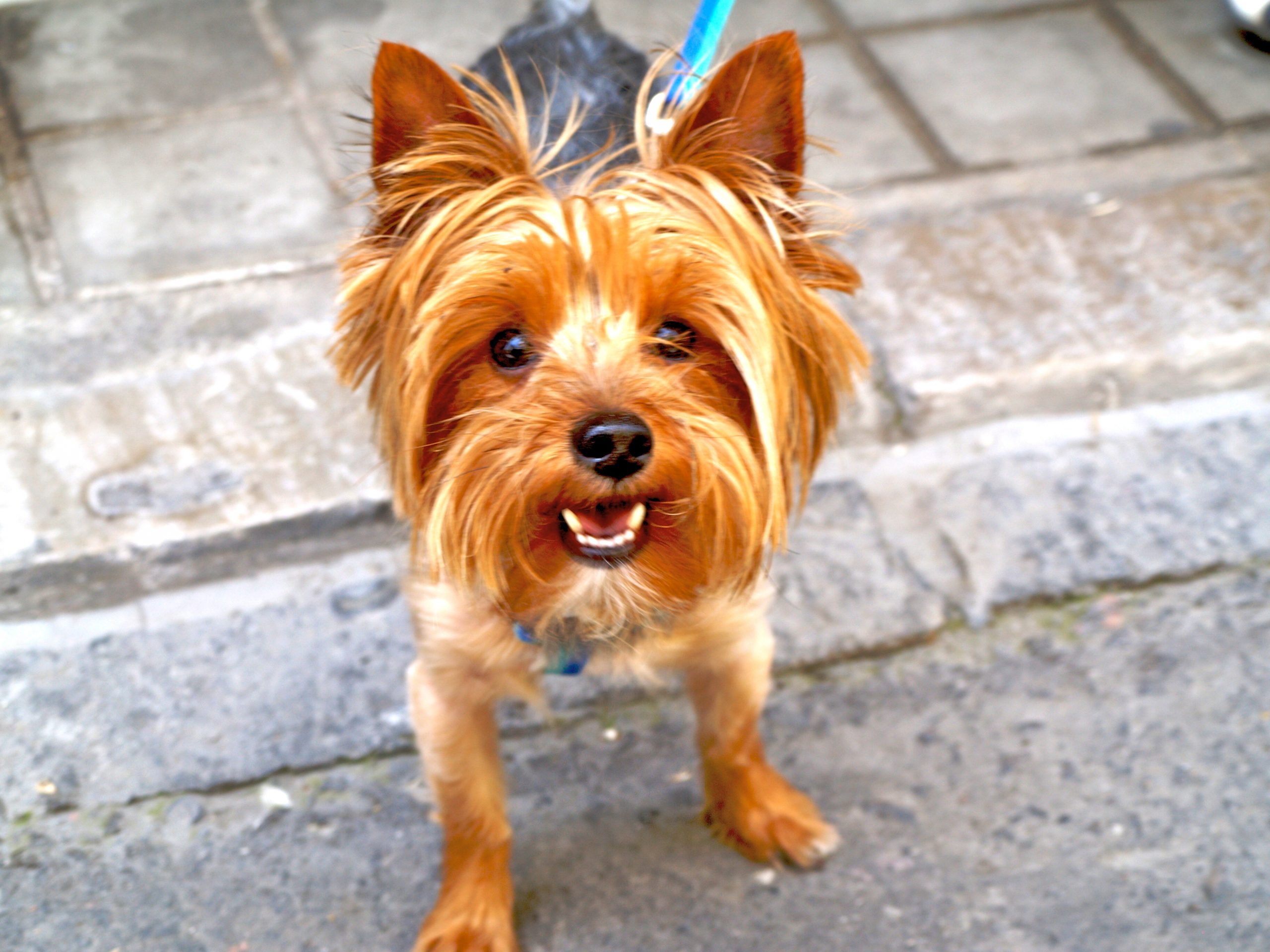 Yorkshire Terriers are easily trained